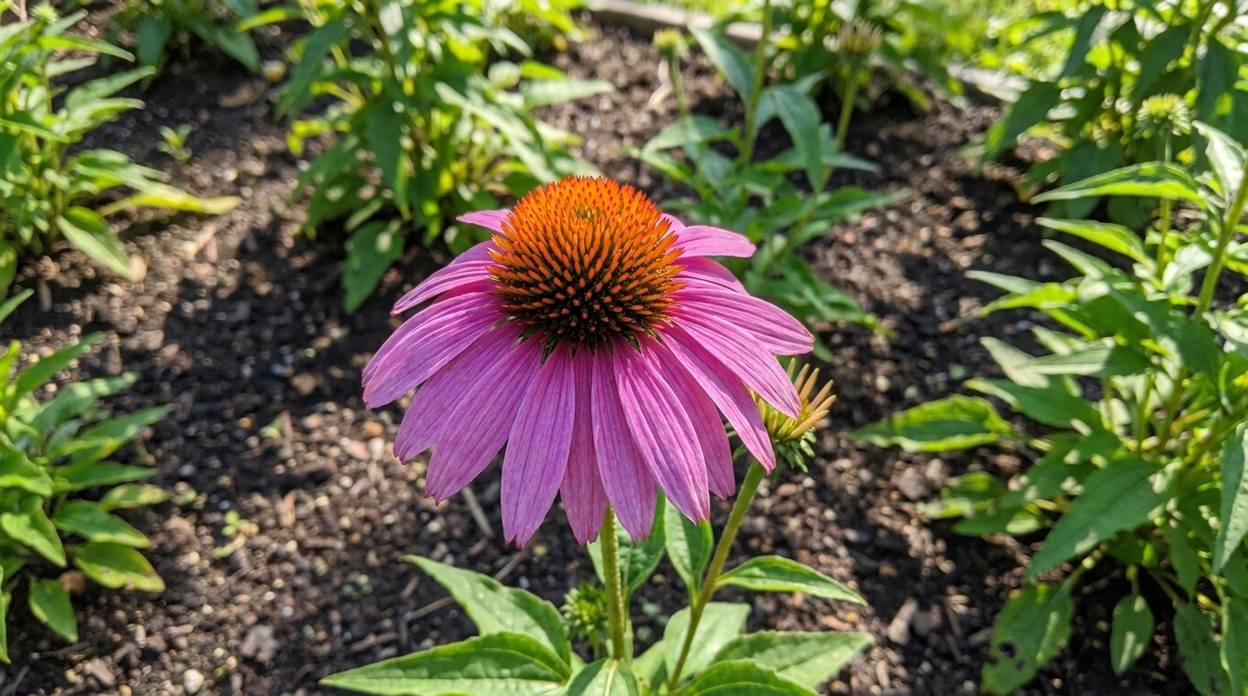 лиатрис — 🦌 Сад дикой природы (Wildlife Garden), фрагмент сада