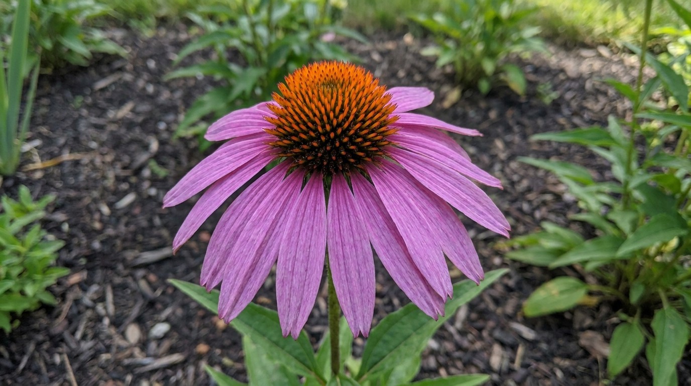 иллюстрация — сад