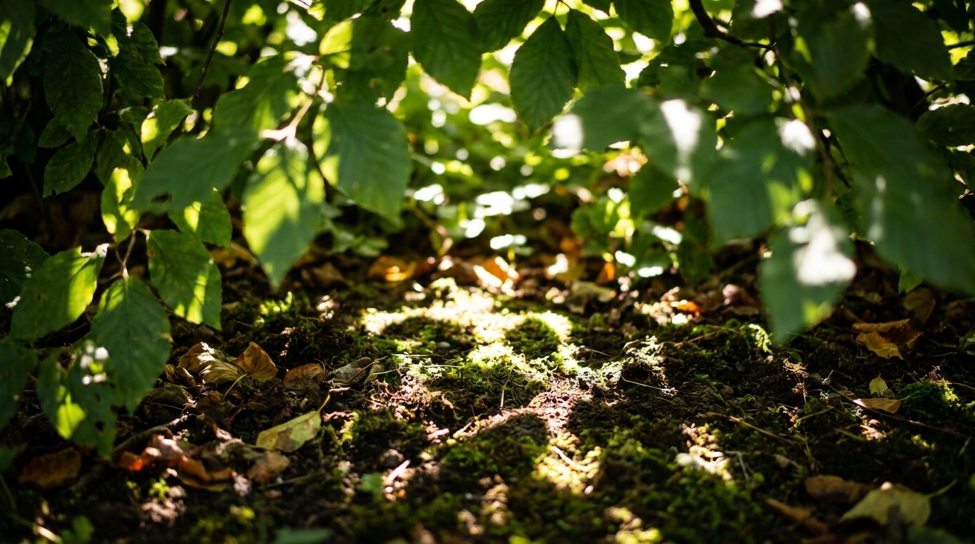 иллюстрация — сад